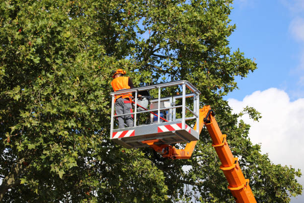 How Our Tree Care Process Works  in Holmes Beach, FL